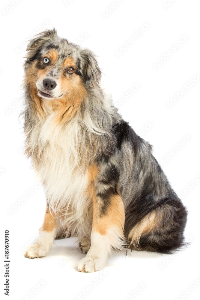 Australian shepherd blue merle is sitting Australian shepherd blue merle is sitting