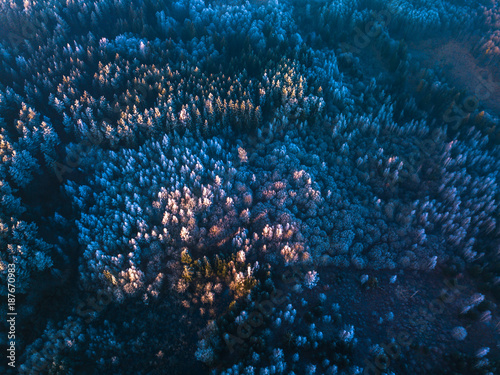 Blue background texture of a frozen forest at winter, aerial shot
