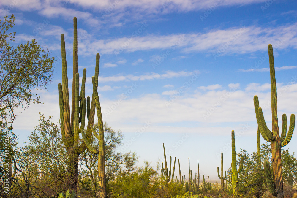 Tall Saguaro Cactus In Arizona Desert
