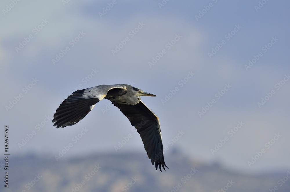 Grey Heron (Ardea cinerea), Greece