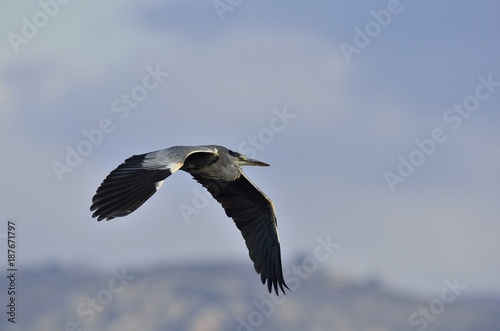 Grey Heron (Ardea cinerea), Greece © ASakoulis