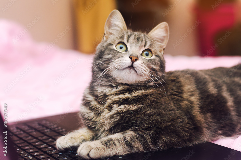 gray cat at notebook on a pink background gray cat at notebook on a pink background