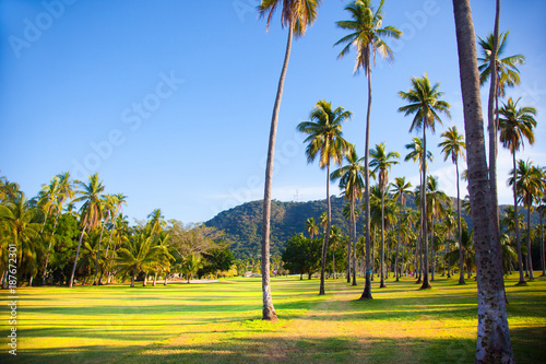 Golfplatz mit Palmen photo