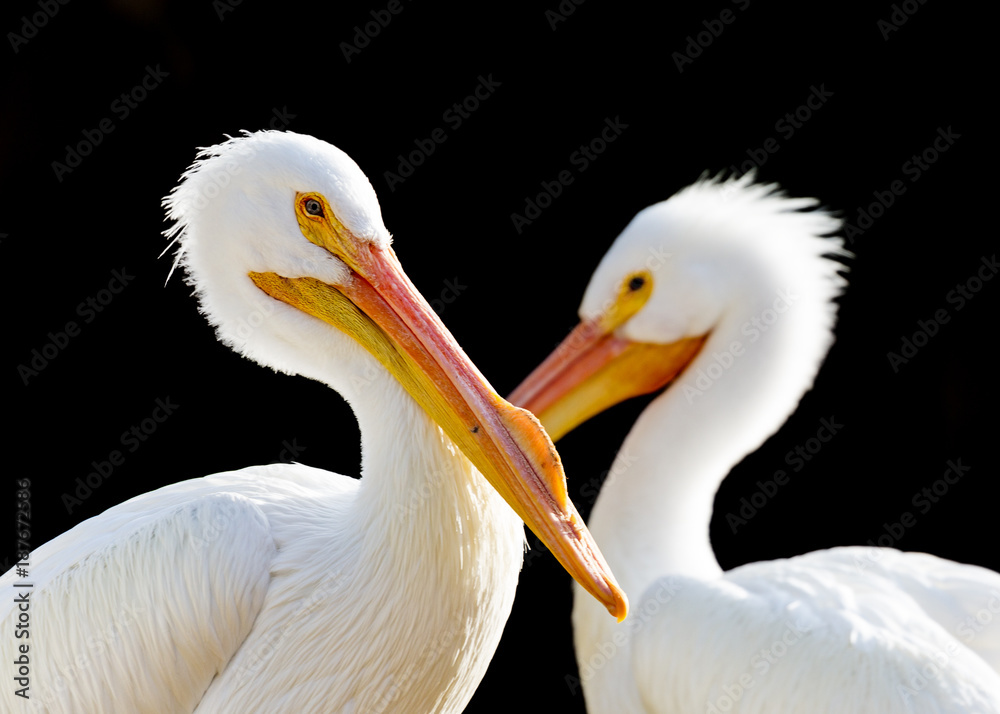 Closeup Two Pelicans Black Background Closeup Two Pelicans Black Background