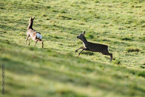 European Roe Deer, Roe Deer, Capreolus capreolus © Maciej Olszewski