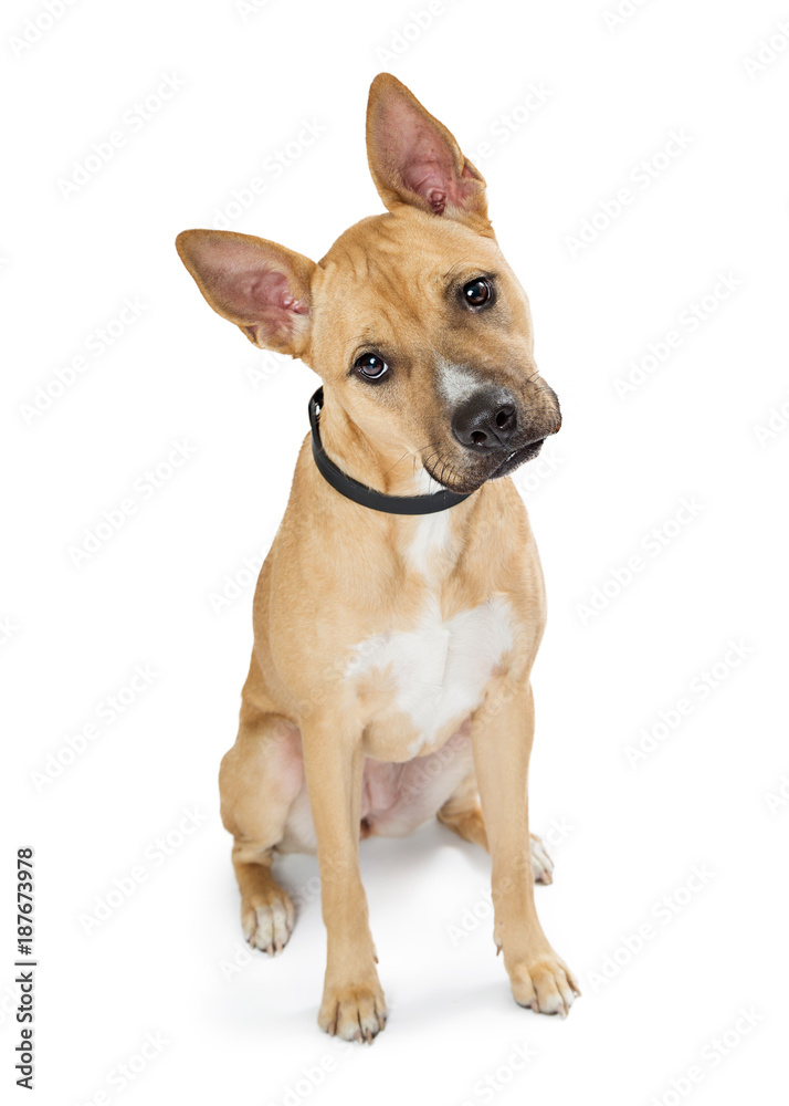Cute Shepherd Basenji Crossbreed Dog