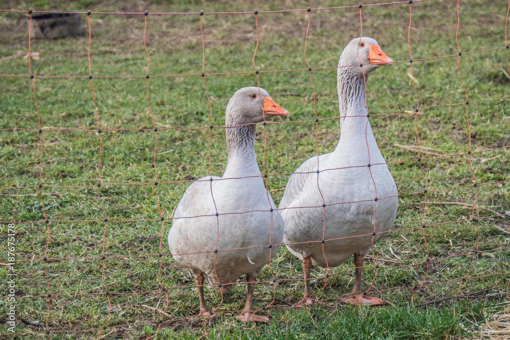 Gänse Gänse