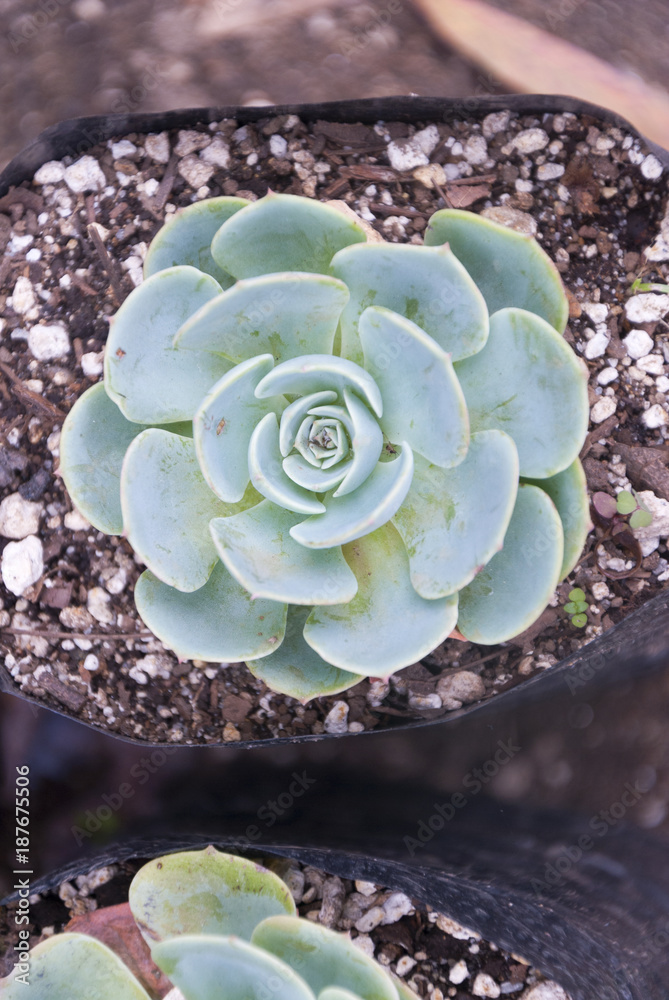 Guatemala. Echeveria, a genus of succulent plant or fat plant, characterized by thick and fleshy leaves, to retain water in arid climates. Guatemala. Echeveria, a genus of succulent plant or fat plant, characterized by thick and fleshy leaves, to retain water in arid climates.