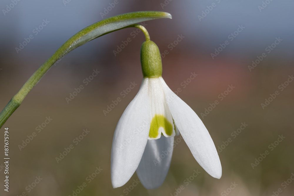 Schneeglöckchen Nahaufnahme, Hintergrund soft Schneeglöckchen Nahaufnahme, Hintergrund soft