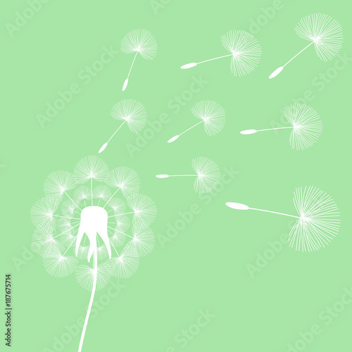 white dandelion seeds wind summer flying fluffy illustration on a light green background vector