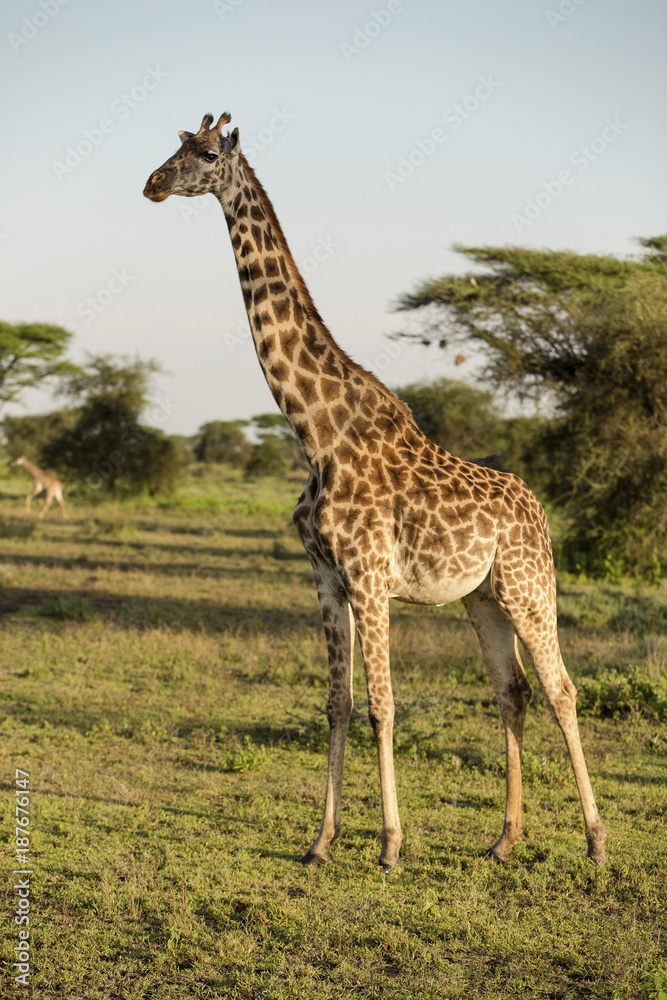 Side view of giraffes standing on field against sky Side view of giraffes standing on field against sky