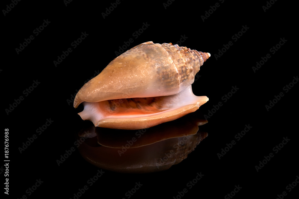 Sea seashell on a black background. Sea seashell on a black background.