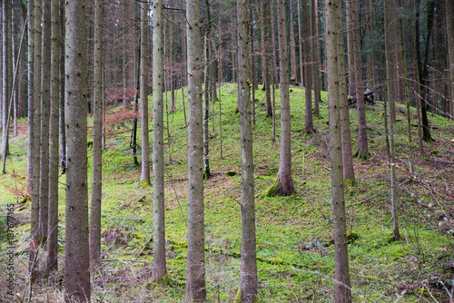 Fichtenwald mit kahlen Stämmen und Moosboden
