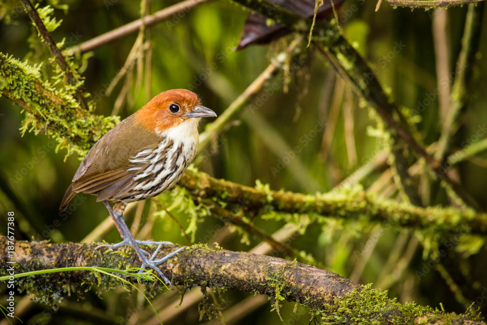Standing Chestnut-crowned Antpitta Standing Chestnut-crowned Antpitta