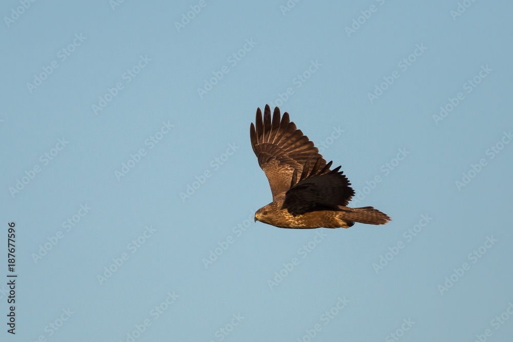 Obraz premium Flying buzzard