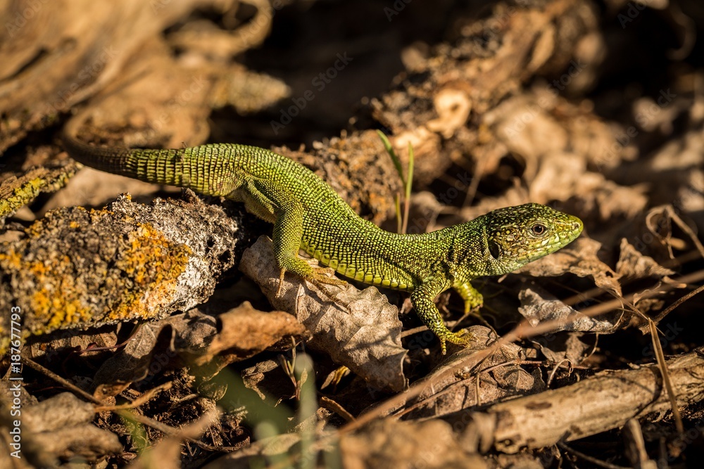 close up Green Lizard
