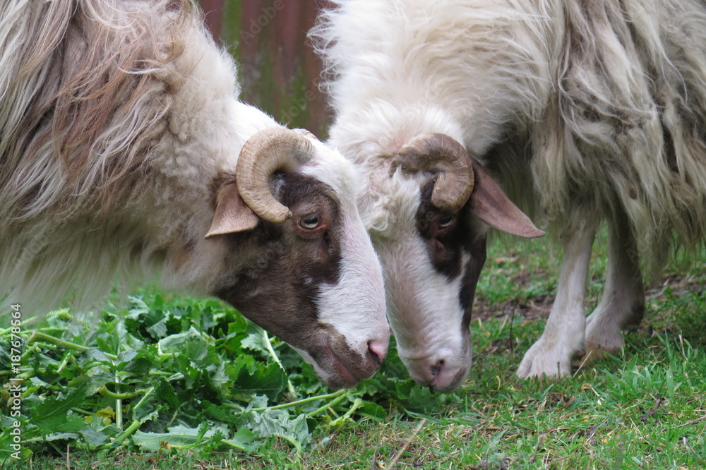 Obraz premium Montoni