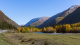 Chuya River and autumn forest in Altai Republic, Russia.