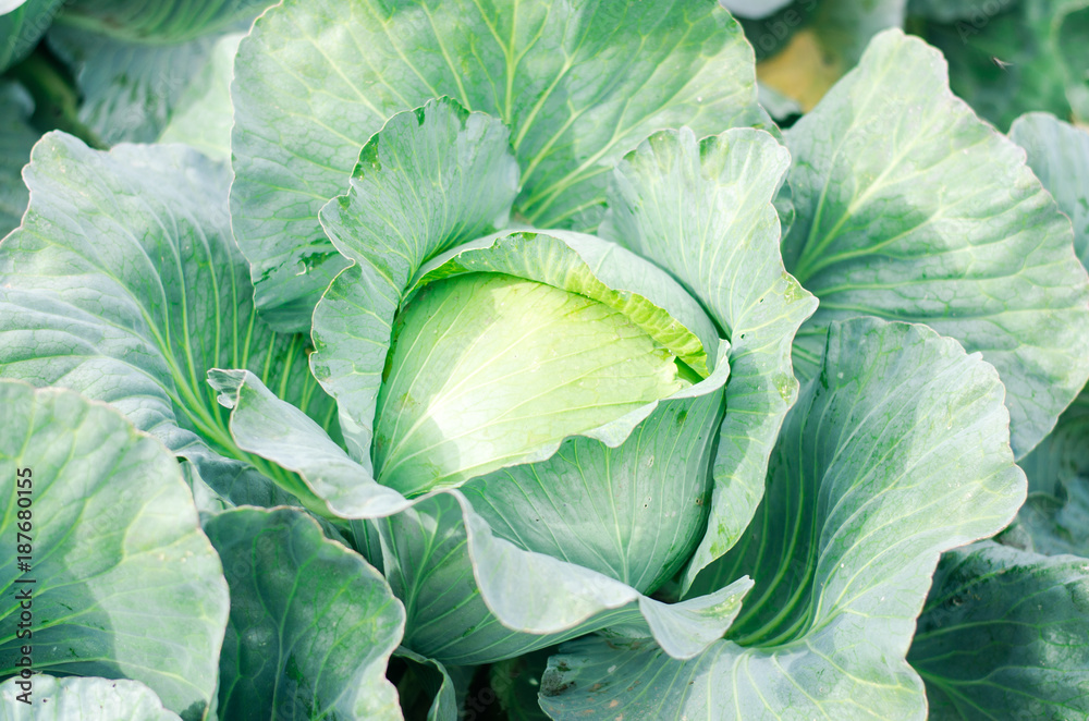 fresh cabbage in the garden