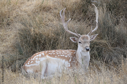 Alpha Deer