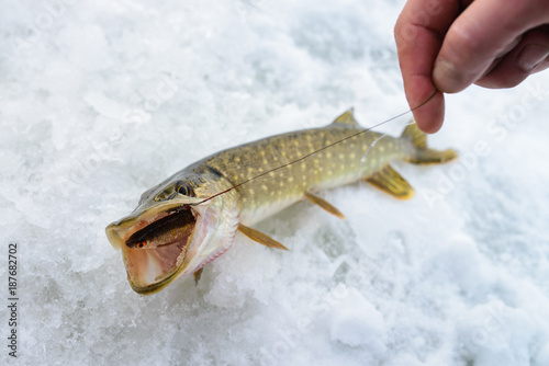 Fototapeta Naklejka Na Ścianę i Meble -  Just caught Pike with small bait fish in its mouth, ice winter fishing