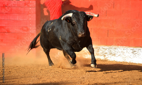 spanish bull