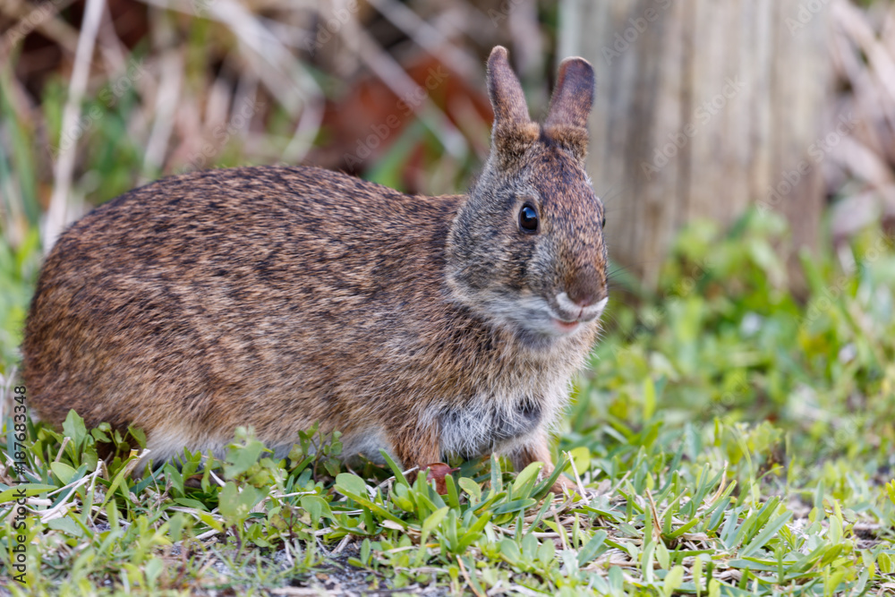 Fototapeta premium Marsh rabbit from the site on the grass, Florida, USA