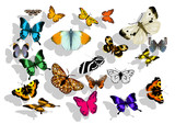 set of butterflys