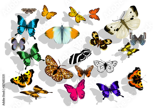 set of butterflys