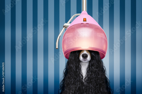 dog  at hairdressers salon © Javier brosch