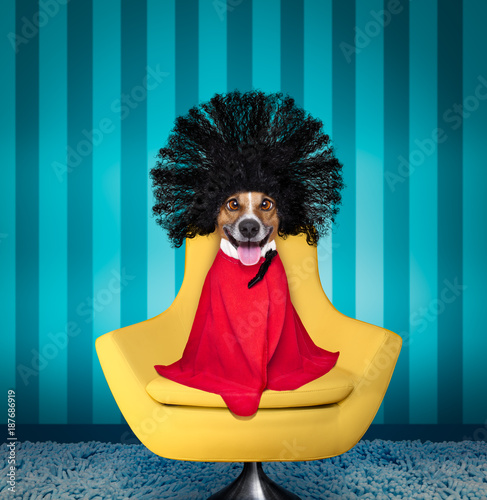 dog  at hairdressers salon photo