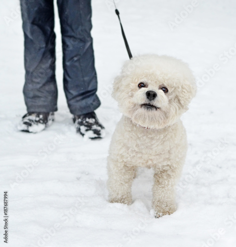 Dog of breed Bichon Frise against of the owner's legs