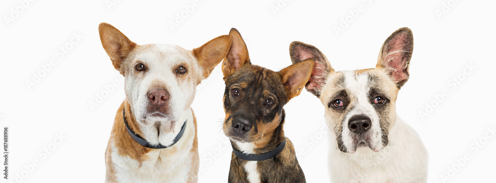 Three Sad Rescue Dogs Horizontal Header