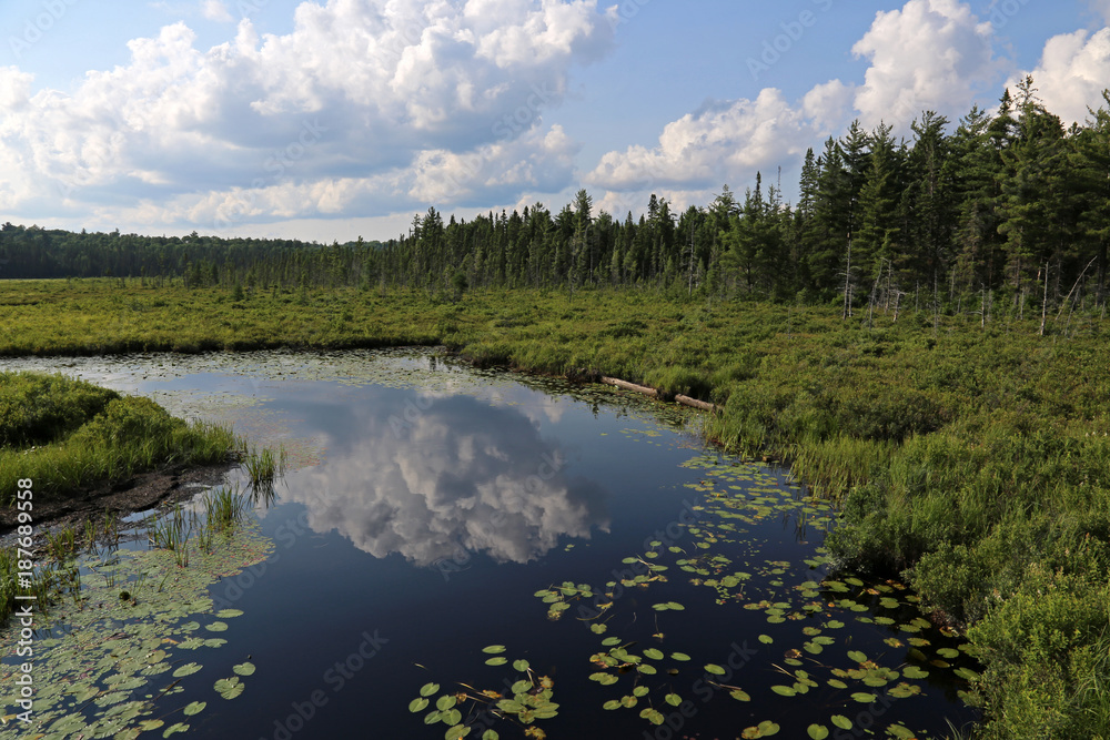 The Spruce Bog as seen from the Spruce Bog Boardwalk in Algonquin Provincial Park, Ontario, Canada. The Spruce Bog as seen from the Spruce Bog Boardwalk in Algonquin Provincial Park, Ontario, Canada.