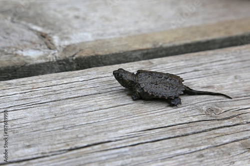 A young Snapping Turtle (Chelydra serpentina) sitting on a boardwalk in Algonquin Provincial Park, Ontario, Canada. photo