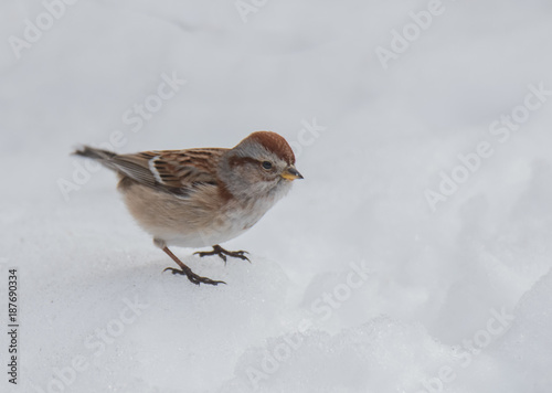 Sparrow in Snow © John