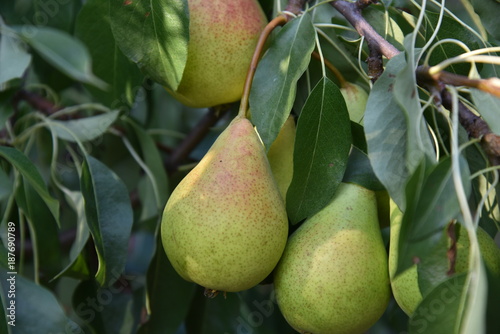 green food pear nature tree fruit 