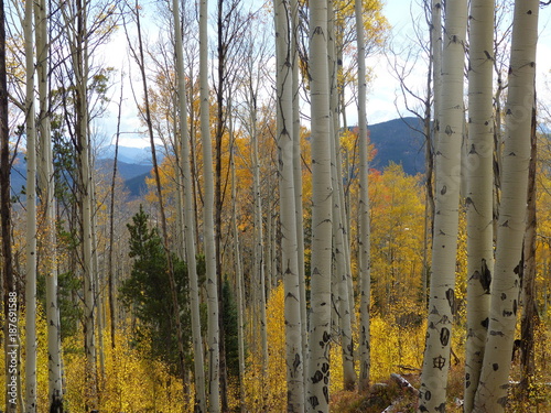 View Through Aspens