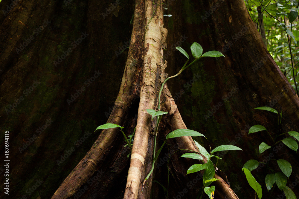 Naklejka premium Buttress tree roots in rainforest Borneo Malaysia