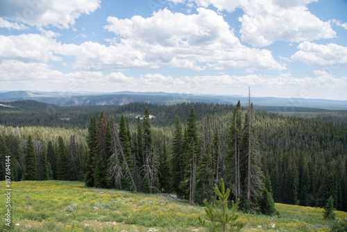 Trees, Mountains and Blue Sky