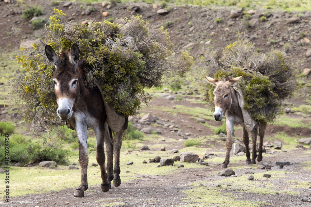 Donkeys in Lesotho used as pack animals. Two donkeys carrying their load.  Stock Photo | Adobe Stock