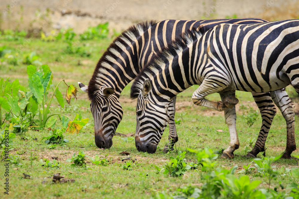 Image of two zebras are eating grass on nature background. Wild Animals.  Stock Photo | Adobe Stock