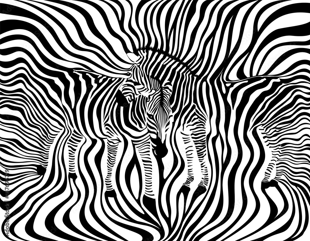 Fototapeta premium Zebra Couple background, seamless pattern. Animal skin print texture. Black and white, wild animal. design trendy fabric, vector illustration.