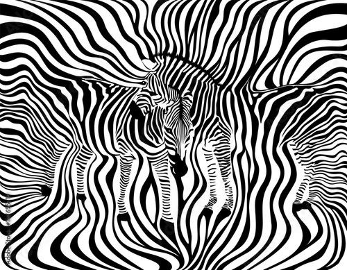 Zebra Couple background, seamless pattern. Animal skin print texture. Black and white, wild animal. design trendy fabric, vector illustration.