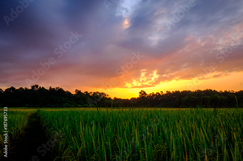 Rice Field and Beautiful Sunset