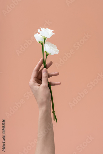 Fototapeta Naklejka Na Ścianę i Meble -  Woman's hand holds white flowers