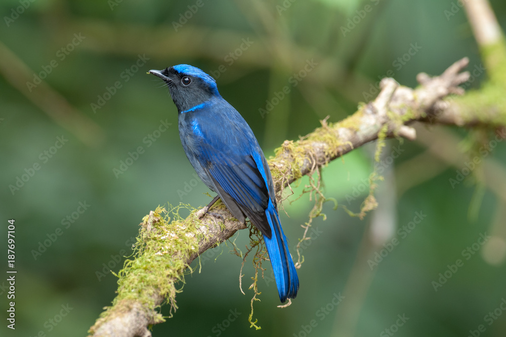 Fototapeta Wielka Niltava; Niltava grandis, Niebieski ptak, Piękny ptak