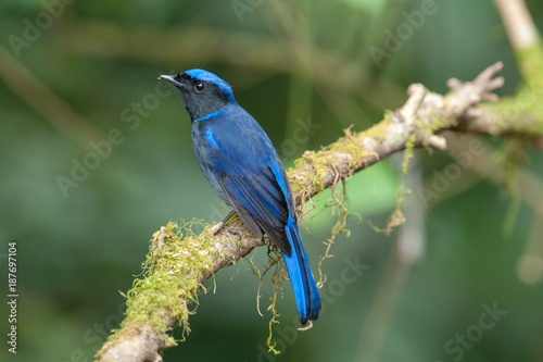 Large Niltava; Niltava grandis, Blue bird, Lovely bird