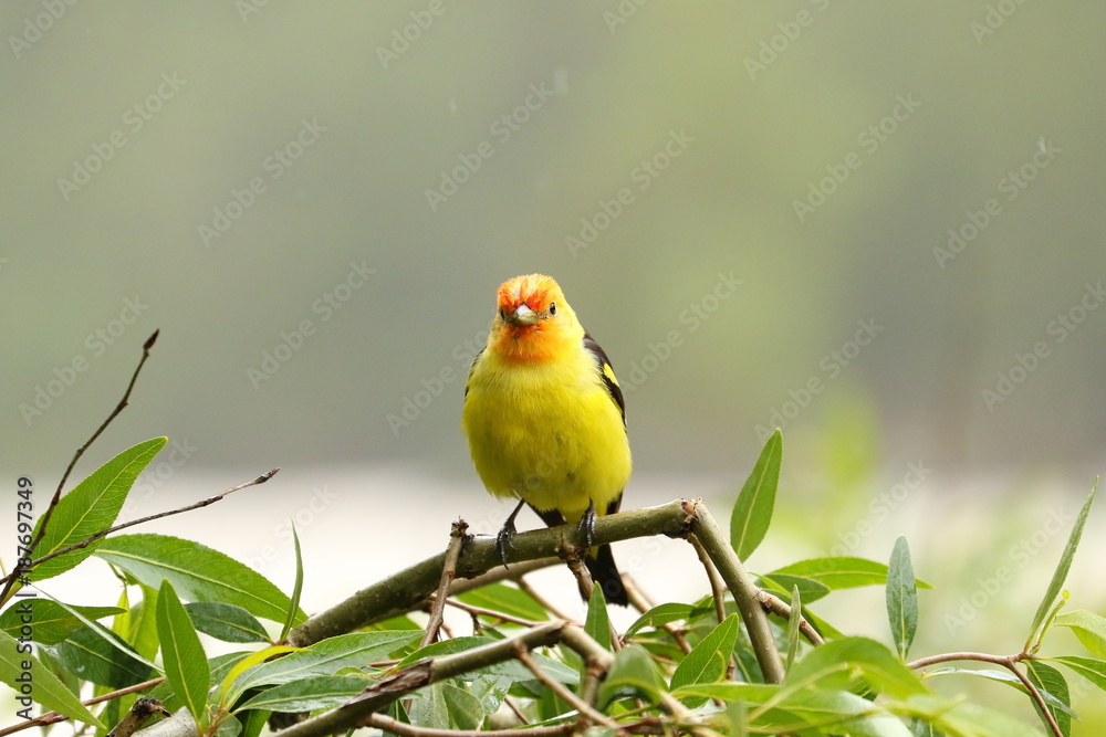 Western Tanager in Spring