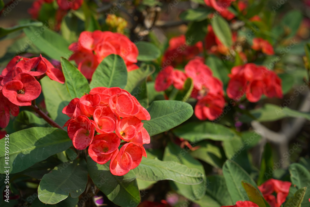 Euphorbia Milii flower blooming in the garden Euphorbia Milii flower blooming in the garden